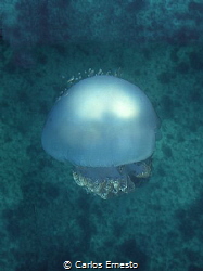 jellyfish by Carlos Ernesto 